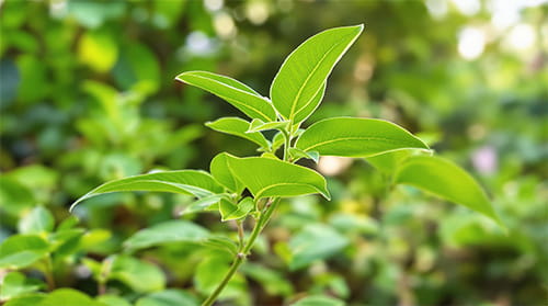 Maqui Berry Ingredient